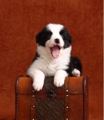 边境牧羊犬